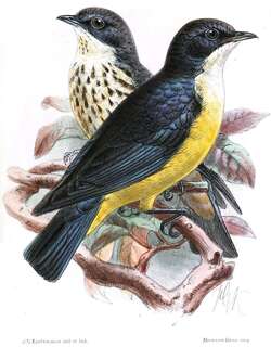 黄腹紫椋鸟 / Sharpe’s Starling / Poeoptera sharpii