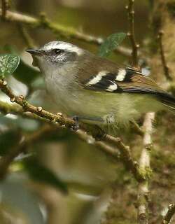 白斑姬霸鹟 / White-banded Tyrannulet / Mecocerculus stictopterus