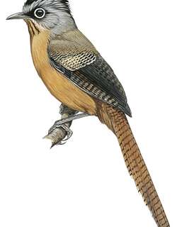 黑冠斑翅鹛 / Black-crowned Barwing / Actinodura sodangorum