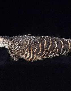 林鳽 / Forest Bittern / Zonerodius heliosylus