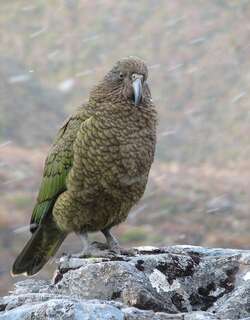 啄羊鹦鹉 / Kea / Nestor notabilis