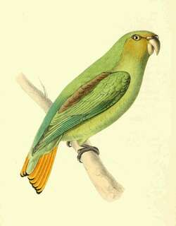 金尾鹦哥 / Golden-tailed Parrotlet / Touit surdus