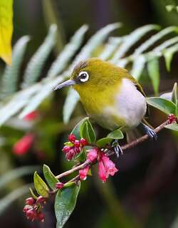 斯里兰卡绣眼鸟 / Sri Lanka White-eye / Zosterops ceylonensis