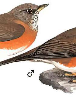 赤胸鸫 / Brown-headed Thrush / Turdus chrysolaus