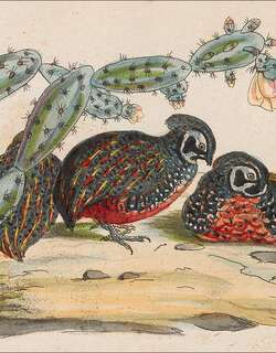 眼斑彩鹑 / Ocellated Quail / Cyrtonyx ocellatus