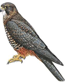 新西兰隼 / New Zealand Falcon / Falco novaeseelandiae