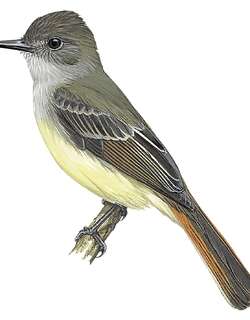 委内瑞拉蝇霸鹟 / Venezuelan Flycatcher / Myiarchus venezuelensis