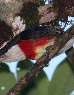 希拉须䴕 / Sira Barbet / Capito fitzpatricki