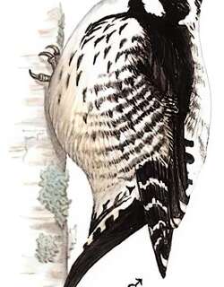 三趾啄木鸟 / Eurasian Three-toed Woodpecker / Picoides tridactylus
