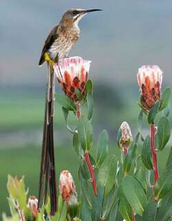 南非食蜜鸟 / Cape Sugarbird / Promerops cafer