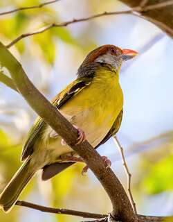 棕眉鵙雀 / Rufous-browed Peppershrike / Cyclarhis gujanensis