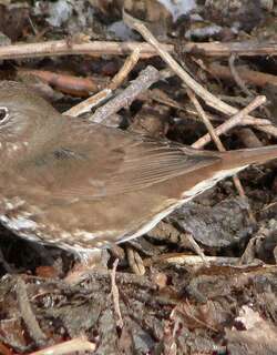 烟黑狐色雀鹀 / Sooty Fox Sparrow / Passerella unalaschcensis