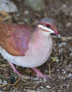 绿顶鹑鸠 / Key West Quail-Dove / Geotrygon chrysia
