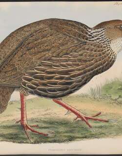 褐顶鹧鸪 / Ahanta Spurfowl / Pternistis ahantensis