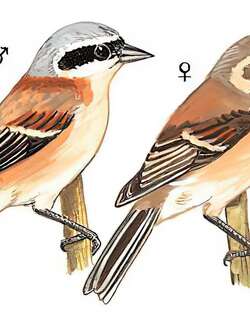中华攀雀 / Chinese Penduline Tit / Remiz consobrinus