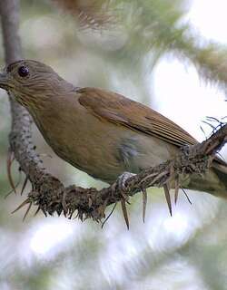 淡胸鸫 / Pale-breasted Thrush / Turdus leucomelas