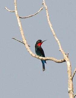 黑蜂虎 / Black Bee-eater / Merops gularis