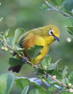 栗胁绣眼鸟 / Mayotte White-eye / Zosterops mayottensis