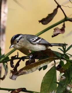 黑顶蚁鹩 / Black-capped Antwren / Herpsilochmus atricapillus