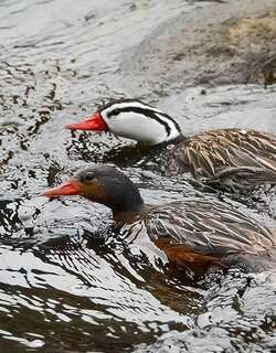 湍鸭 / Torrent Duck / Merganetta armata