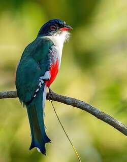 古巴咬鹃 / Cuban Trogon / Priotelus temnurus