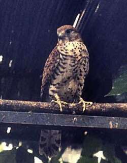 毛里求斯隼 / Mauritius Kestrel / Falco punctatus