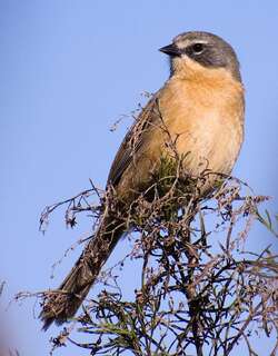 长尾芦雀 / Long-tailed Reed Finch / Donacospiza albifrons