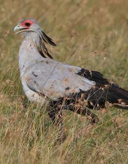 蛇鹫 / Secretarybird / Sagittarius serpentarius