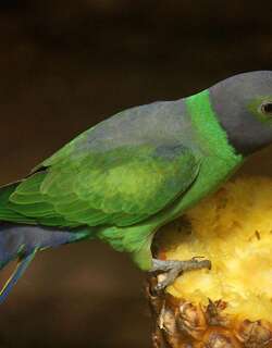 艳绿领鹦鹉 / Layard’s Parakeet / Psittacula calthrapae