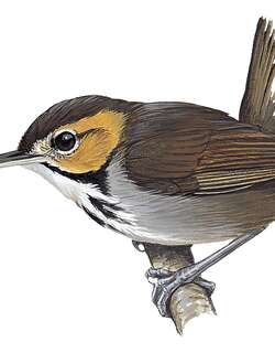 半领蚋莺 / Tawny-faced Gnatwren / Microbates cinereiventris
