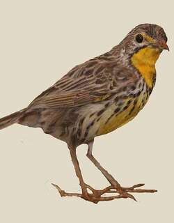 橘红长爪鹡鸰 / Pangani Longclaw / Macronyx aurantiigula
