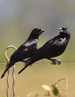 啸声牛鹂 / Screaming Cowbird / Molothrus rufoaxillaris