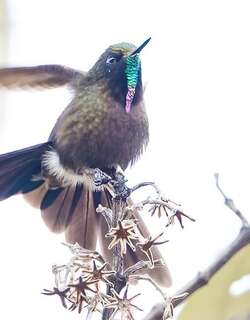 蓝背尖嘴蜂鸟 / Blue-mantled Thornbill / Chalcostigma stanleyi