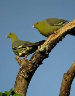 马岛绿鸠 / Madagascan Green Pigeon / Treron australis