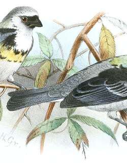 灰黄唐加拉雀 / Grey-and-gold Tanager / Poecilostreptus palmeri
