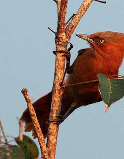 灰胸巨灶鸫 / Grey-crested Cacholote / Pseudoseisura unirufa
