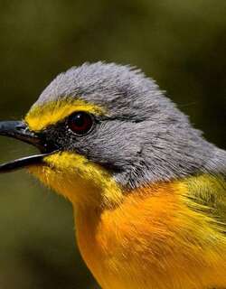 橙胸丛林伯劳 / Orange-breasted Bushshrike / Chlorophoneus sulfureopectus