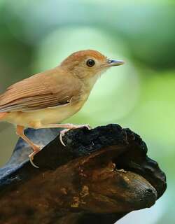 锈色雅鹛 / Ferruginous Babbler / Pellorneum bicolor