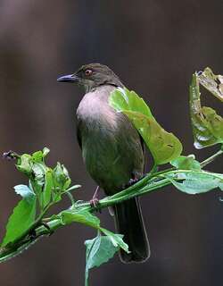 红眼褐鹎 / Asian Red-eyed Bulbul / Pycnonotus brunneus