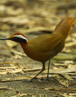 白眉长颈鸫 / Rail-babbler / Eupetes macrocerus