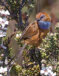 帚尾鹩莺 / Southern Emu-wren / Stipiturus malachurus
