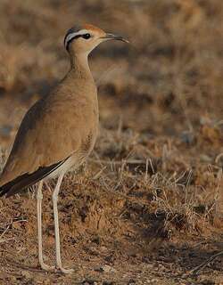 索马里走鸻 / Somali Courser / Cursorius somalensis