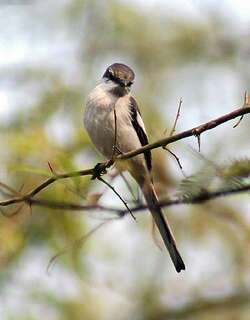 白腹山椒鸟 / White-bellied Minivet / Pericrocotus erythropygius