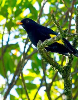 黑黄伞鸟 / Black-and-gold Cotinga / Tijuca atra