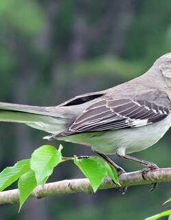 小嘲鸫 / Northern Mockingbird / Mimus polyglottos