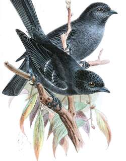 暗色山雀 / Dusky Tit / Melaniparus funereus