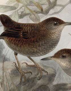 夜莺鹪鹩 / Northern Nightingale-Wren / Microcerculus philomela