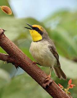 黑颈孤莺 / Black-necked Eremomela / Eremomela atricollis