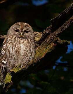 黄褐林鸮 / Tawny Owl / Strix aluco