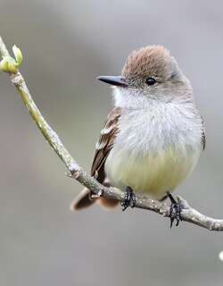 大嘴蝇霸鹟 / Galapagos Flycatcher / Myiarchus magnirostris